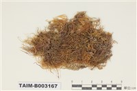藏品(青苔科)的圖片